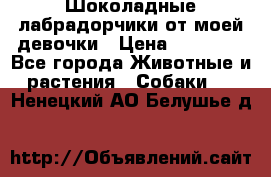 Шоколадные лабрадорчики от моей девочки › Цена ­ 25 000 - Все города Животные и растения » Собаки   . Ненецкий АО,Белушье д.